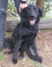 CONNIE, Hund, Mischlingshund in Slowakische Republik - Bild 3