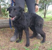 CONNIE, Hund, Mischlingshund in Slowakische Republik - Bild 4