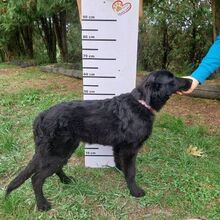 CONNIE, Hund, Mischlingshund in Slowakische Republik - Bild 6