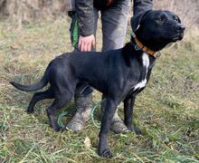 CLARA, Hund, Mischlingshund in Slowakische Republik - Bild 2