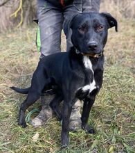 CLARA, Hund, Mischlingshund in Slowakische Republik - Bild 3