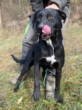 CLARA, Hund, Mischlingshund in Slowakische Republik - Bild 4