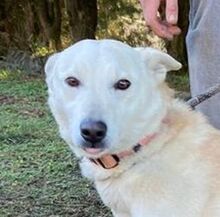 CHANTAL, Hund, Mischlingshund in Slowakische Republik - Bild 1