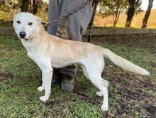 CHANTAL, Hund, Mischlingshund in Slowakische Republik - Bild 2