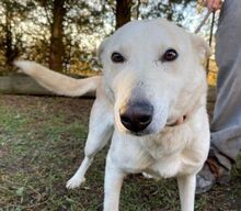 CHANTAL, Hund, Mischlingshund in Slowakische Republik - Bild 3