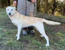 CHANTAL, Hund, Mischlingshund in Slowakische Republik - Bild 4