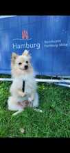 ROO, Hund, Spitz in Hamburg - Bild 2