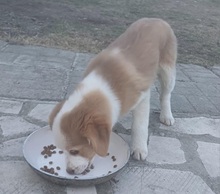 WALDEMAR, Hund, Mischlingshund in Bulgarien - Bild 2