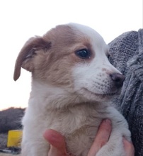 WALDEMAR, Hund, Mischlingshund in Bulgarien - Bild 3