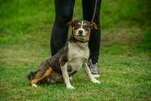 INDIRA, Hund, Mischlingshund in Erkelenz - Bild 4