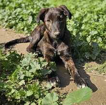 CINNAMON, Hund, Mischlingshund in Bischoffen - Bild 10