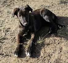 CINNAMON, Hund, Mischlingshund in Bischoffen - Bild 13