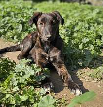 CINNAMON, Hund, Mischlingshund in Bischoffen - Bild 14