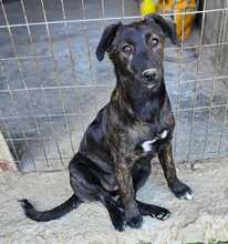 CINNAMON, Hund, Mischlingshund in Bischoffen - Bild 2