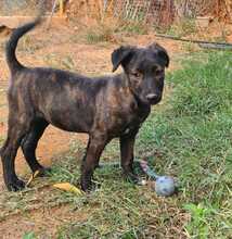 CINNAMON, Hund, Mischlingshund in Bischoffen - Bild 21