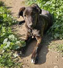 CINNAMON, Hund, Mischlingshund in Bischoffen - Bild 9