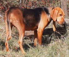 ADA, Hund, Mischlingshund in Griechenland