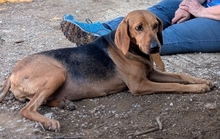 ADA, Hund, Mischlingshund in Griechenland - Bild 3