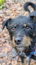 TERA, Hund, Jagdterrier-Mix in Frankfurt - Bild 6