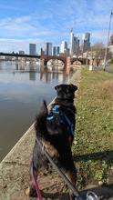 TERA, Hund, Jagdterrier-Mix in Frankfurt - Bild 9