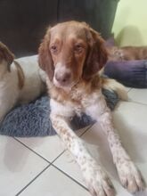 BABY, Hund, Irish Setter-Mix in Italien - Bild 2