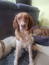 BABY, Hund, Irish Setter-Mix in Italien - Bild 4