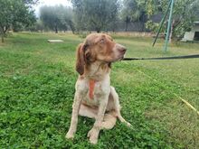 BABY, Hund, Irish Setter-Mix in Italien - Bild 5