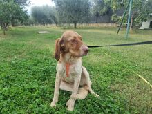 BABY, Hund, Irish Setter-Mix in Italien - Bild 6