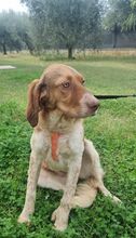 BABY, Hund, Irish Setter-Mix in Italien - Bild 7