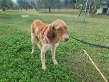 BABY, Hund, Irish Setter-Mix in Italien - Bild 8