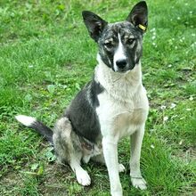 PIET, Hund, Mischlingshund in Rumänien - Bild 1