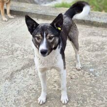 PIET, Hund, Mischlingshund in Rumänien - Bild 2