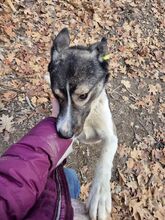 PIET, Hund, Mischlingshund in Rumänien - Bild 6