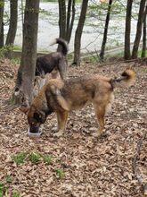 ALMA2, Hund, Mischlingshund in Rumänien - Bild 10