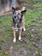 ALMA2, Hund, Mischlingshund in Rumänien - Bild 2