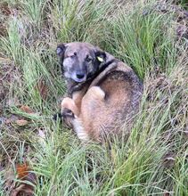 ALMA2, Hund, Mischlingshund in Rumänien - Bild 4