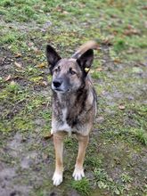 ALMA2, Hund, Mischlingshund in Rumänien - Bild 7