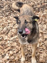 ALMA2, Hund, Mischlingshund in Rumänien - Bild 8