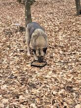 ALMA2, Hund, Mischlingshund in Rumänien - Bild 9