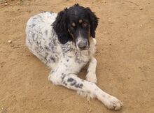 GABRIEL, Hund, Irish Setter-Mix in Italien - Bild 2