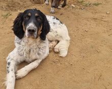 GABRIEL, Hund, Irish Setter-Mix in Italien - Bild 3