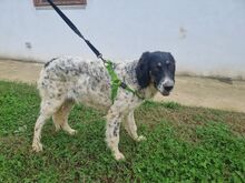 GABRIEL, Hund, Irish Setter-Mix in Italien - Bild 5