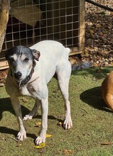 CHICA, Hund, Mischlingshund in Spanien - Bild 2