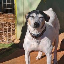 CHICA, Hund, Mischlingshund in Spanien - Bild 6