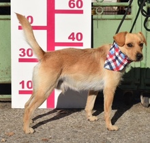 AKIMO, Hund, Mischlingshund in Slowakische Republik - Bild 3