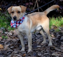 AKIMO, Hund, Mischlingshund in Slowakische Republik - Bild 4