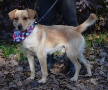 AKIMO, Hund, Mischlingshund in Slowakische Republik - Bild 6