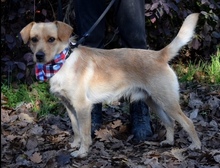 AKIMO, Hund, Mischlingshund in Slowakische Republik - Bild 7