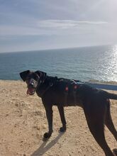 PINO, Hund, Mischlingshund in Portugal - Bild 18