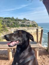 PINO, Hund, Mischlingshund in Portugal - Bild 20